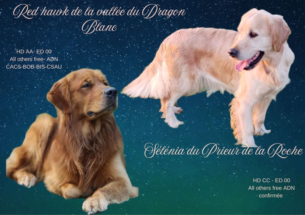 Chiot Golden Retriever Berceau De June